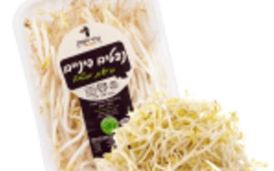 נבטים סיניים