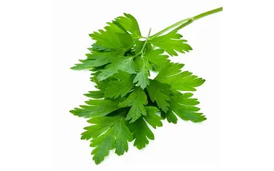 פטרוזיליה גלאט