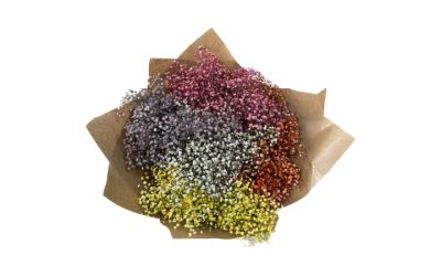 זר גיבסנית צבעונית