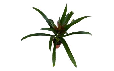 עציץ גוזמניה