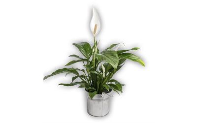 אנטוריום בלבן