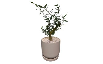 עץ זית ננסי בכלי