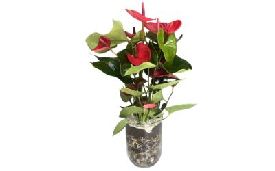 עציץ אנטוריום בואזה