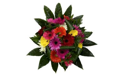 זר גרברות צבעוני