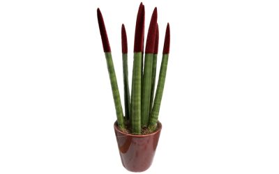 סנסיווריה חומה