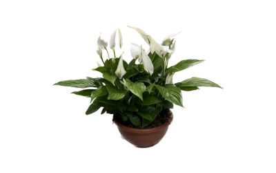 עציץ ספטיפיליום בקערה