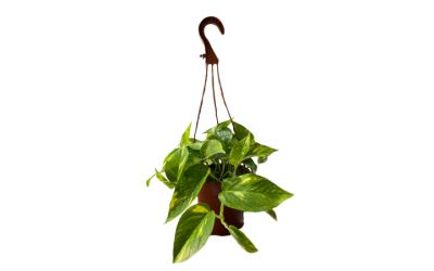 עציץ פוטוס נתלה