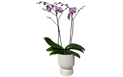 סחלב - 2 ענפים