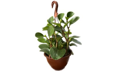 עציץ פפרומיה נתלה