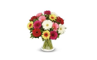 יפה בצבעוני