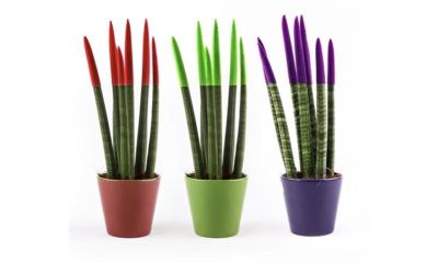 סנסיווריה בצבעים