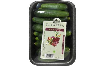 בייבי מלפפון