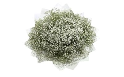 זר גיבנסית לבנה