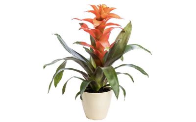 עציץ גוזמניה בודד