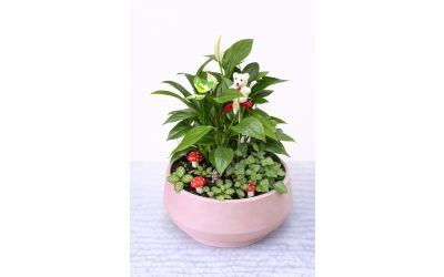 עציץ מעוצב ורוד