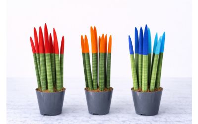 סנסיוויריה צבעונית