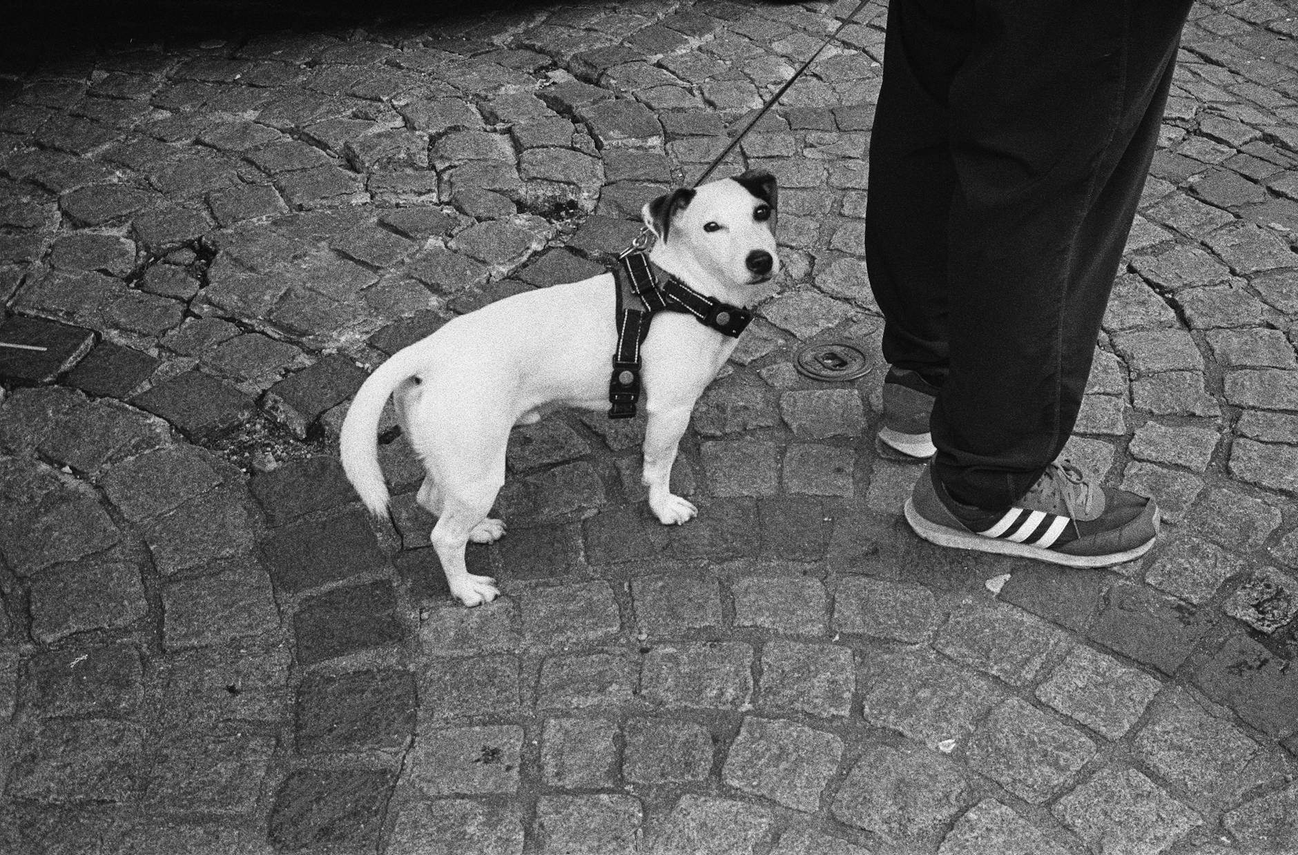 Owning a Pet in Germany: Dog Tax, Rules & Costs (2026) | ExpatNav