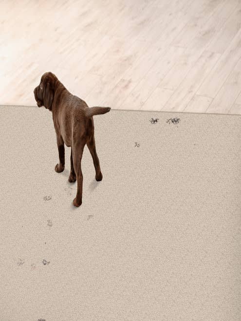 QUEST PLUSH I carpet by Stanton