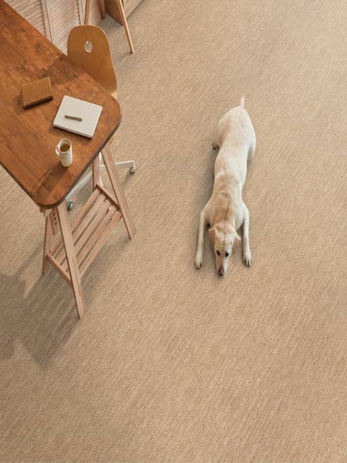 BRITANNIA carpet by Stanton