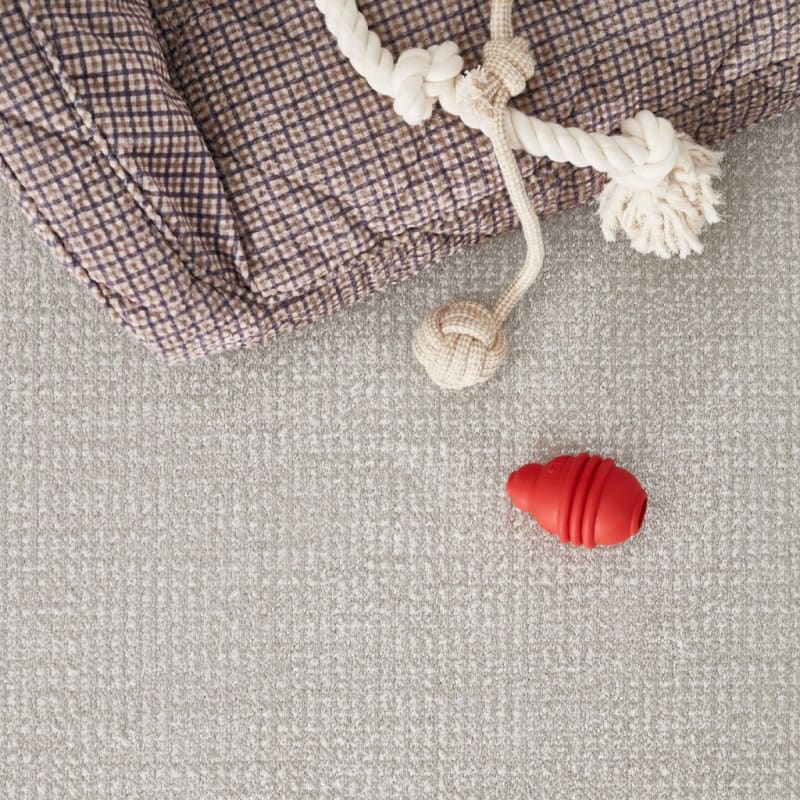 Pedigree carpet by Masland