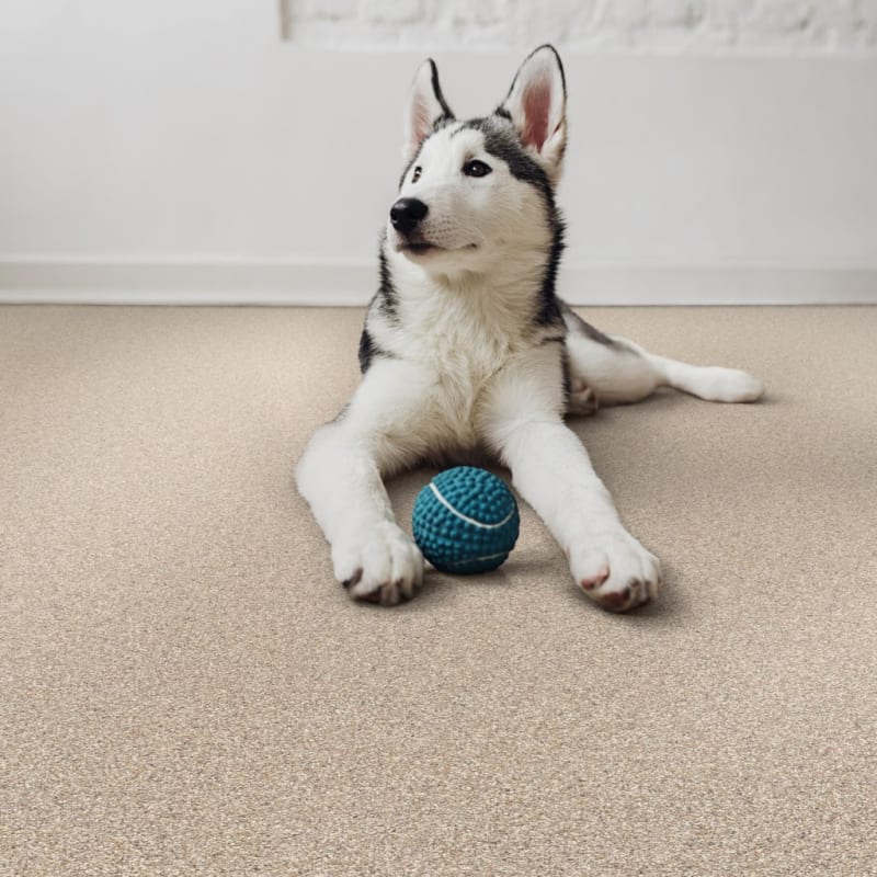 Husky carpet by Dixie Home