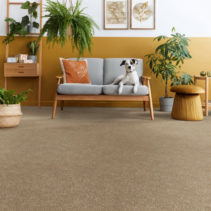 Big Dog carpet by Dixie Home