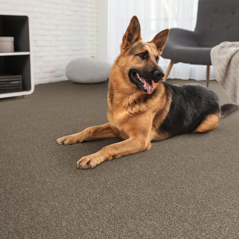 Shepherd carpet by Dixie Home