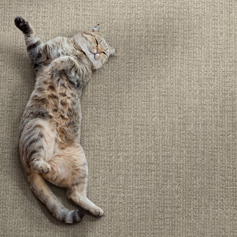 Bengal carpet by Dixie Home