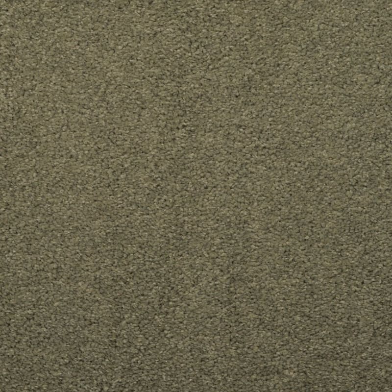 Embrace carpet by Masland