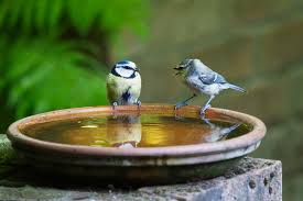 Birds bathing in a birds bath
Birdbaths are very powerful feng shui decor