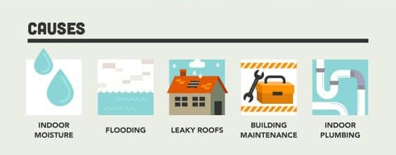 Causes of Mold Infograph