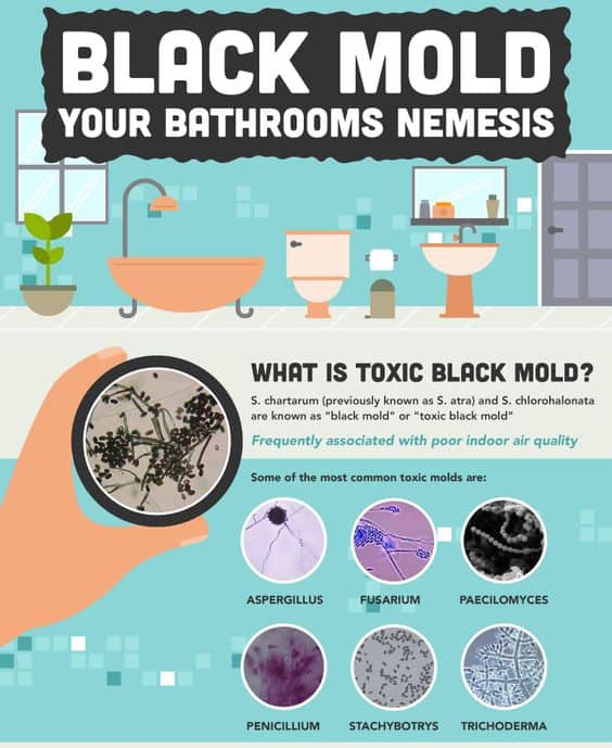 what is mold infographic