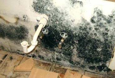Kitchen Mold