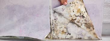 A shot of mold under wallpaper