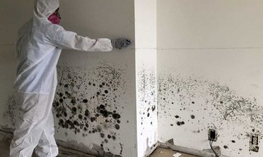 Mold infestation on walls