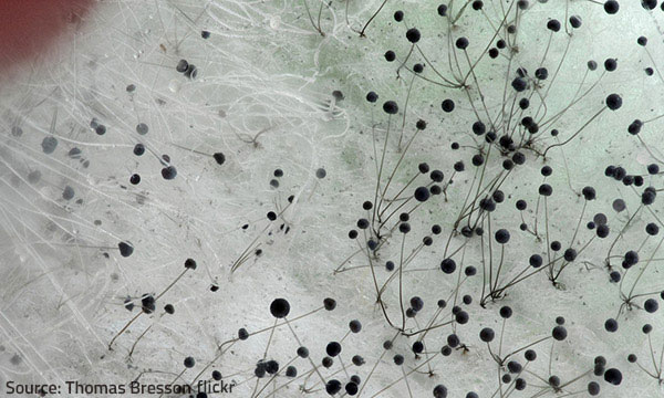 Mold up close and personal