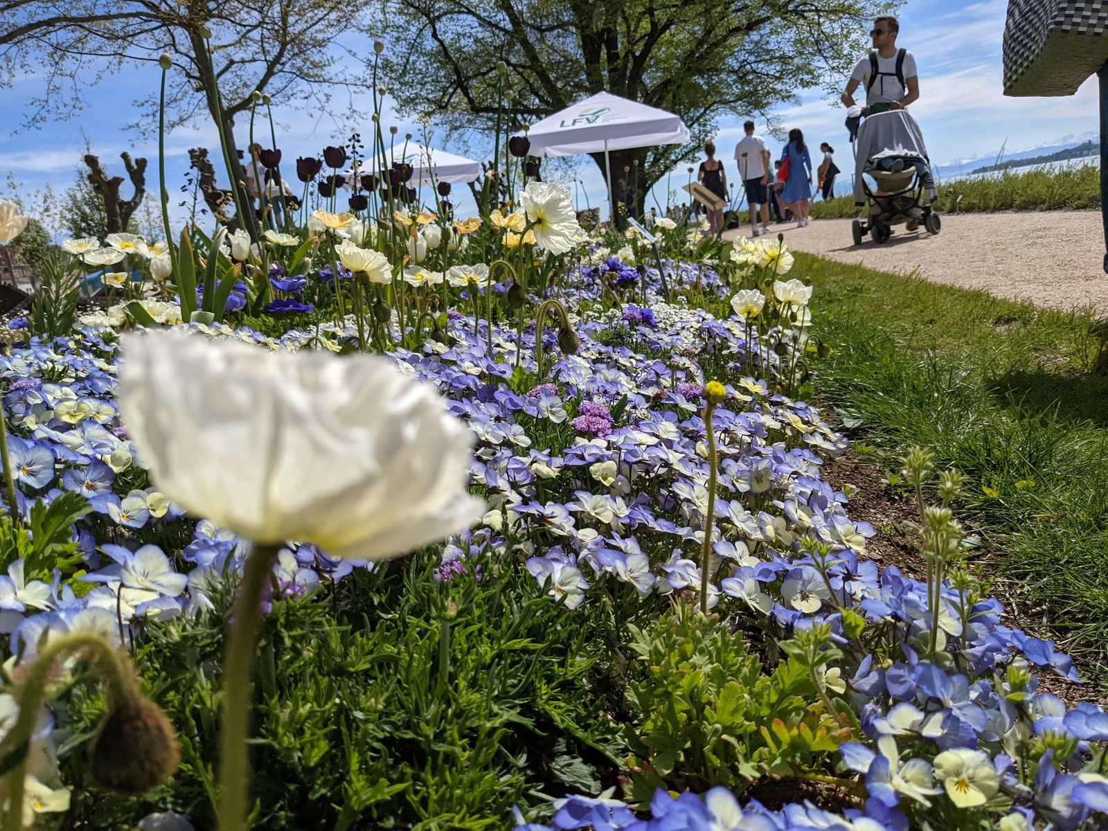 Überlingen im Frühling mit Promenade und Gartenkultur