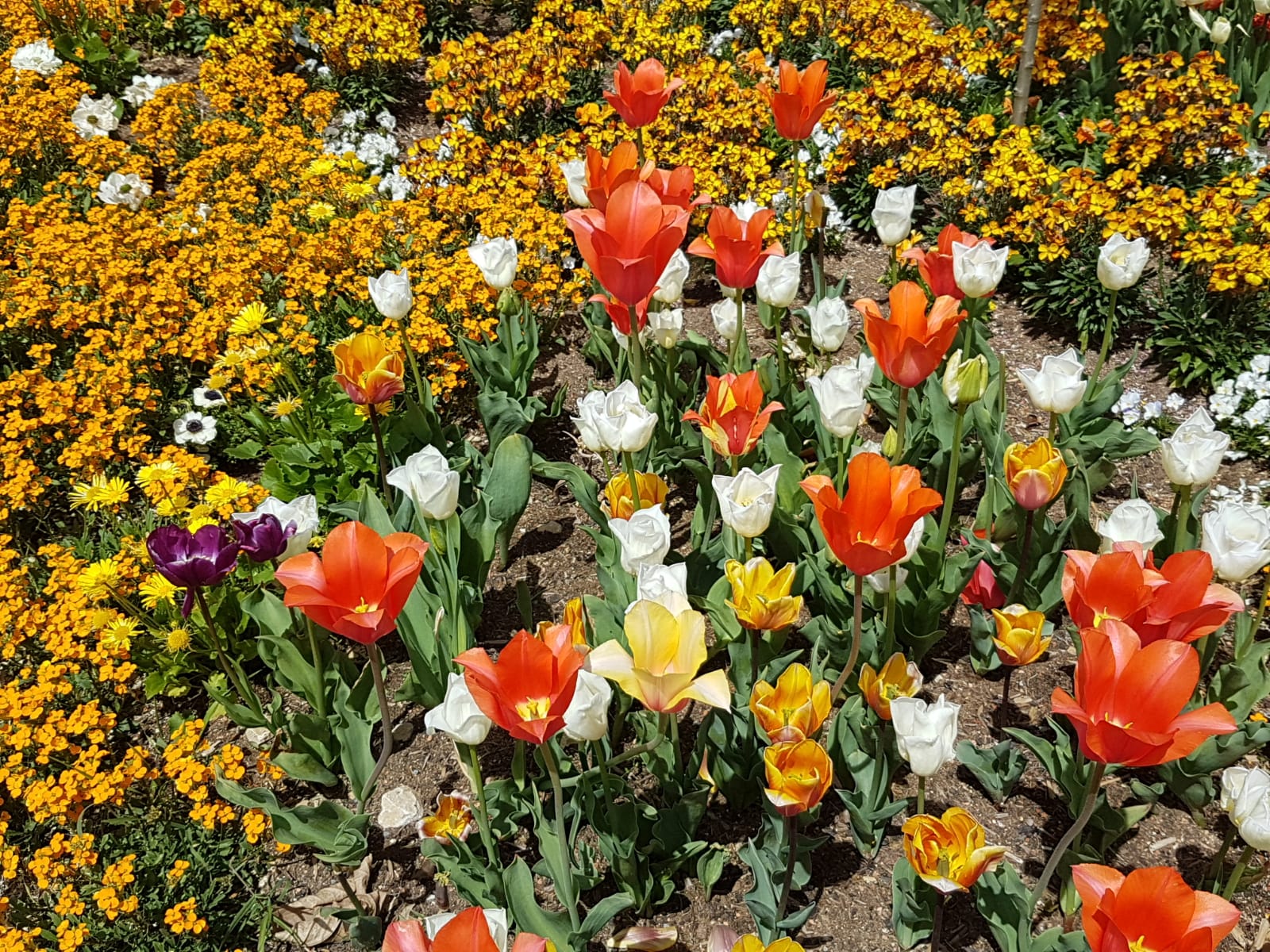 Insel Mainau im Frühling mit Tulpen und Parkanlagen