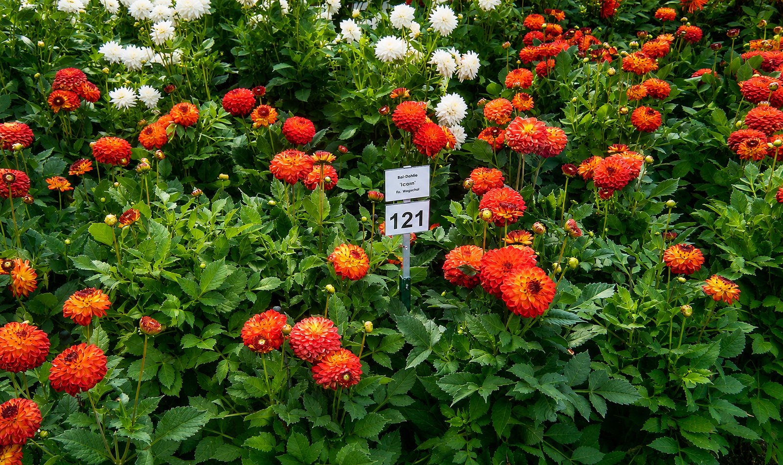 Insel Mainau im Herbst mit Dahlien und buntem Laub