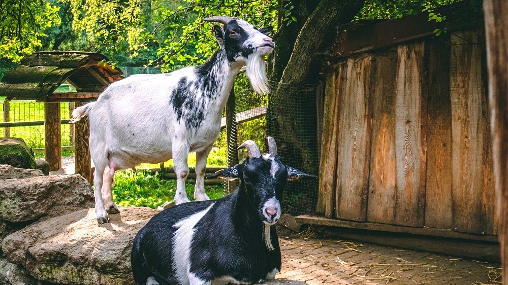 Haustierhof Reutemühle bei Überlingen als Ausflug mit Kindern