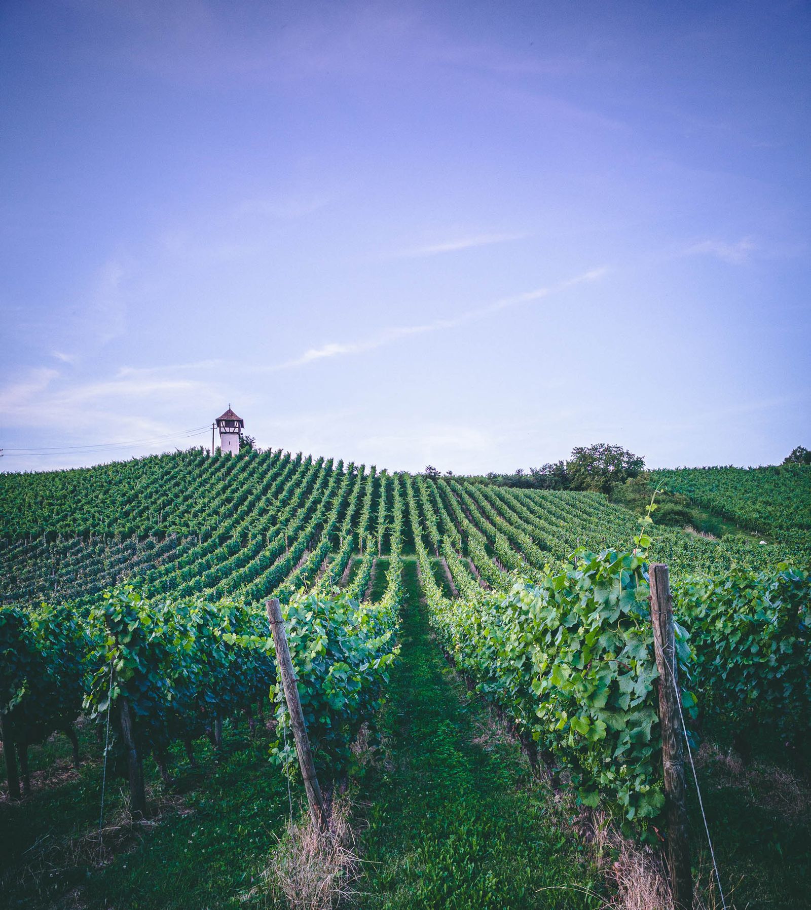 Weingut Kress in Überlingen mit Viertel vor Kress