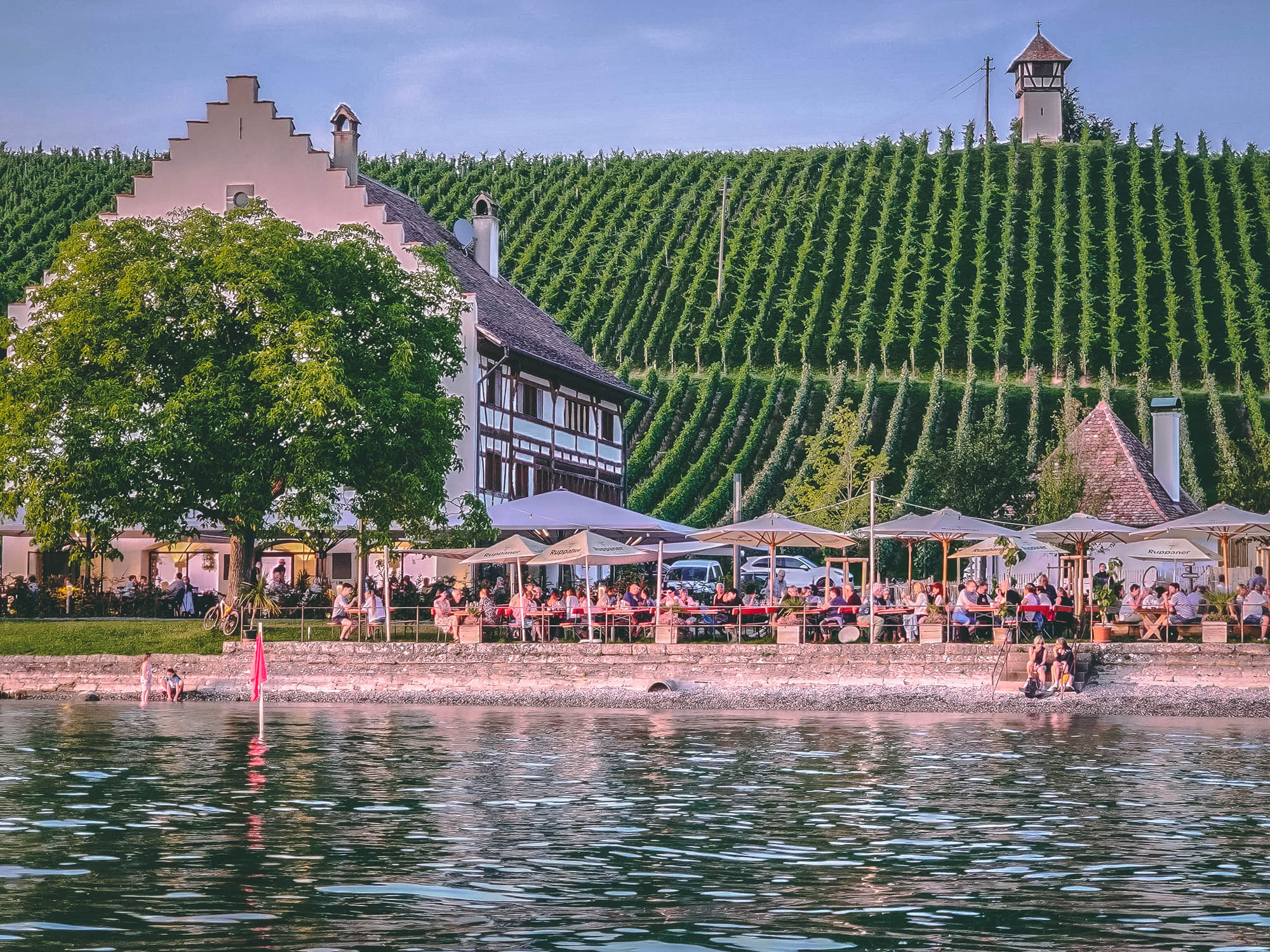 Rebgut Haltnau bei Meersburg direkt am Bodensee mit Weinbergen