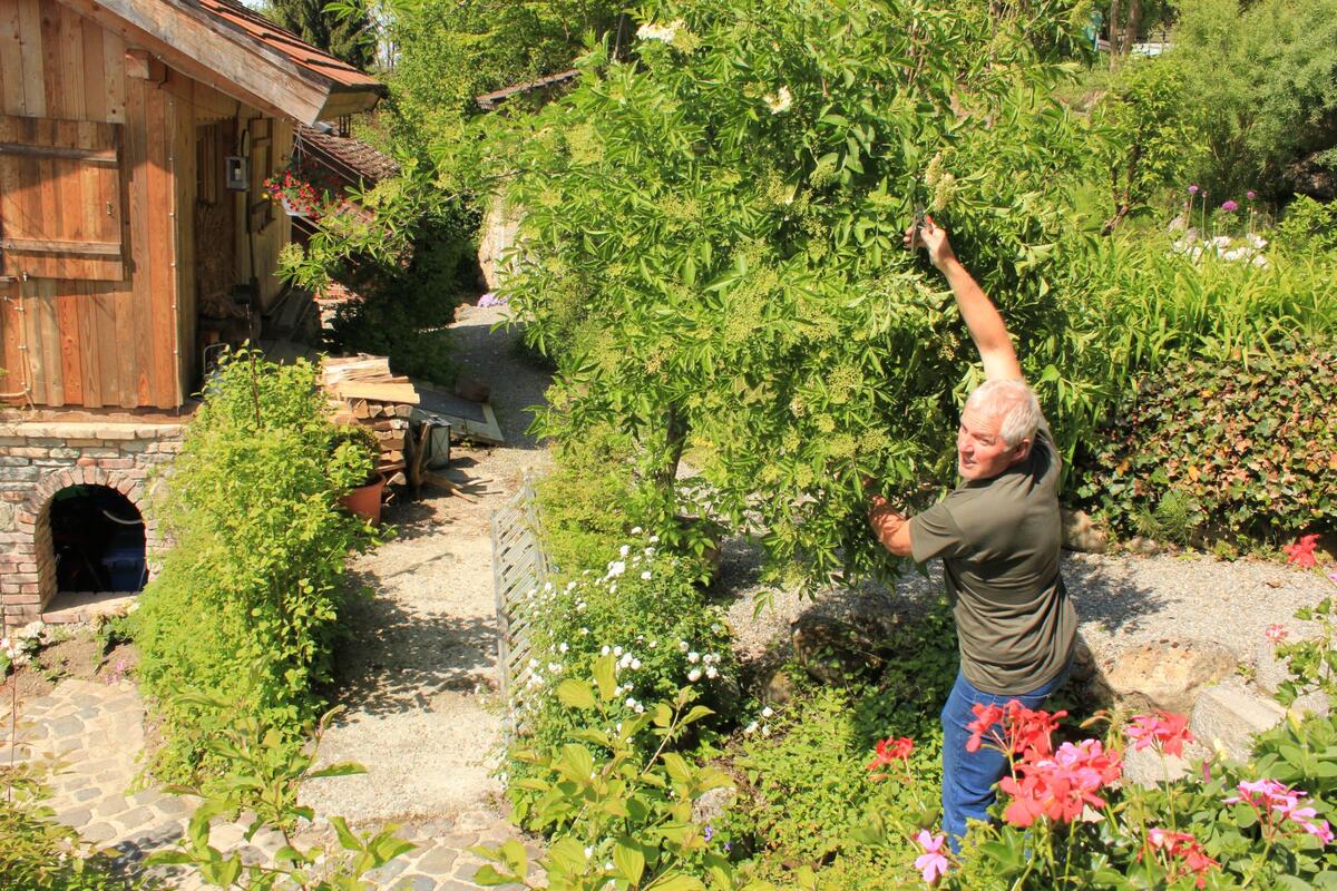 Klaus bei der Holunderernte