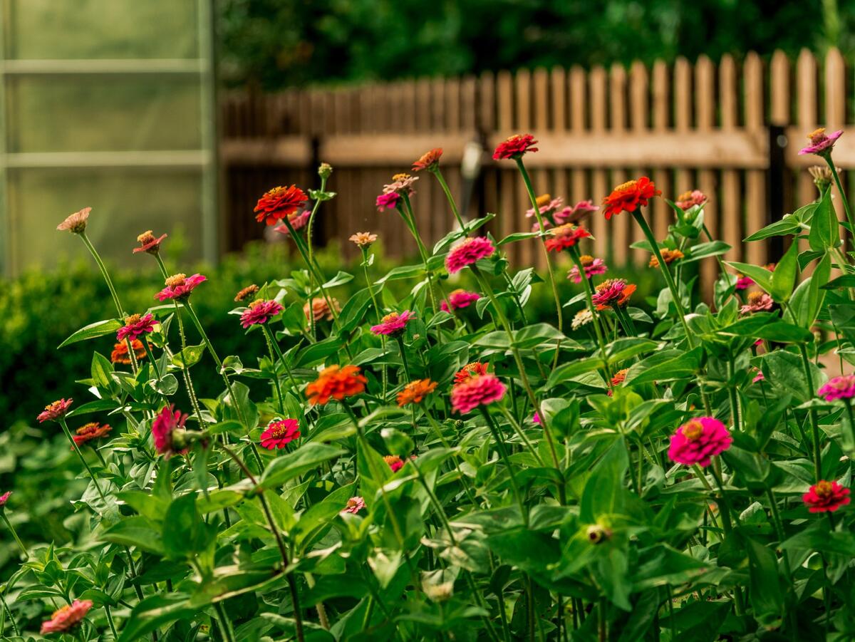 Bunte Zinnien