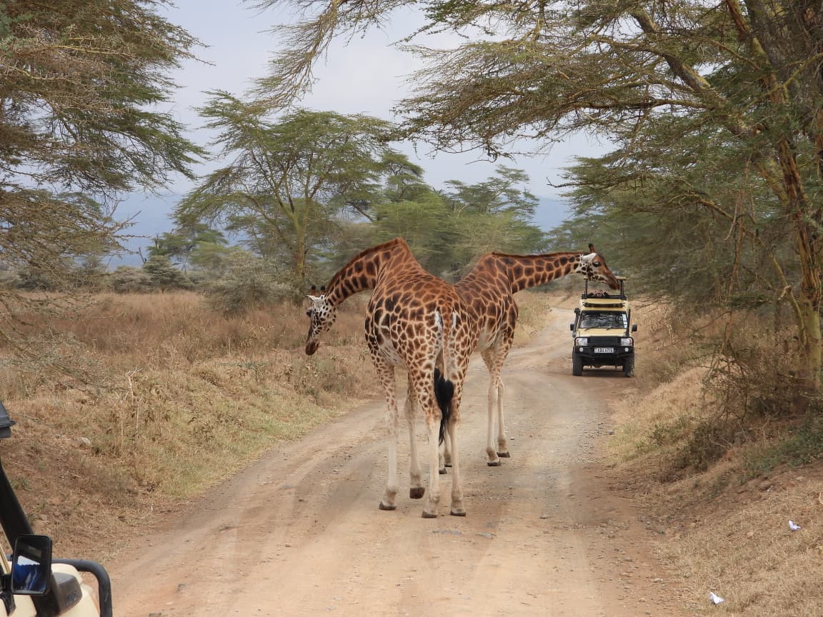 3天Masai Mara National Reserve之旅