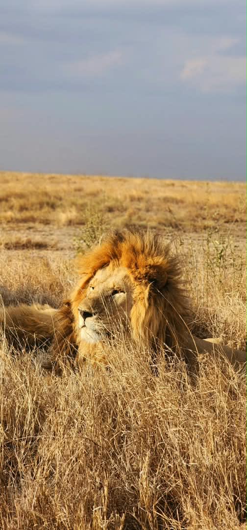 7天坦桑尼亚超奢华 safari 之旅