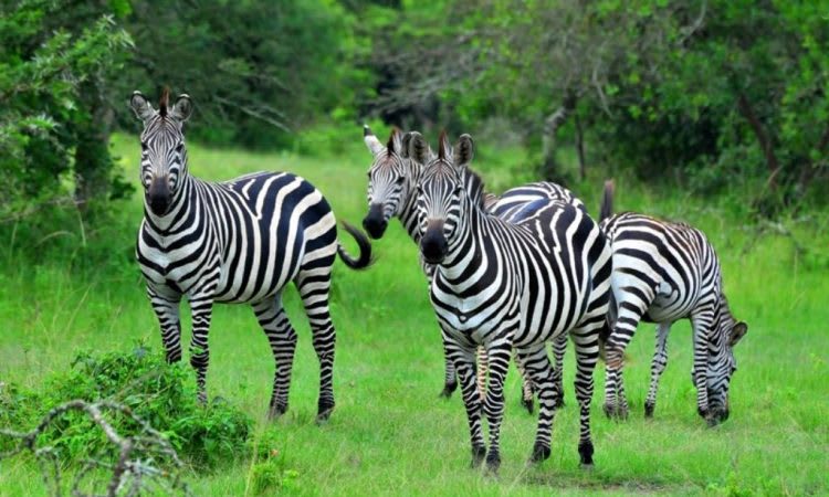 Uganda's Ultimate Wildlife & Primate Adventure