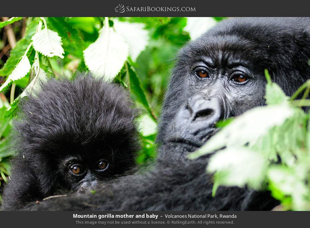 Primate Encounter: Rwanda's 6-Day Wilderness Quest