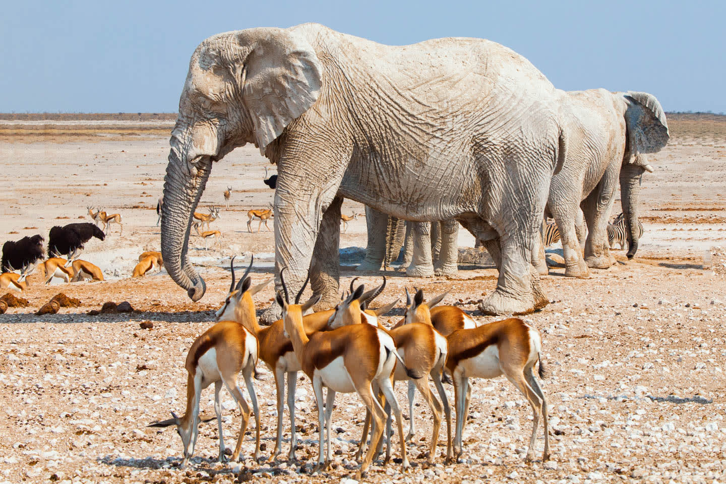 Namibia's Iconic Wildlife Explorer