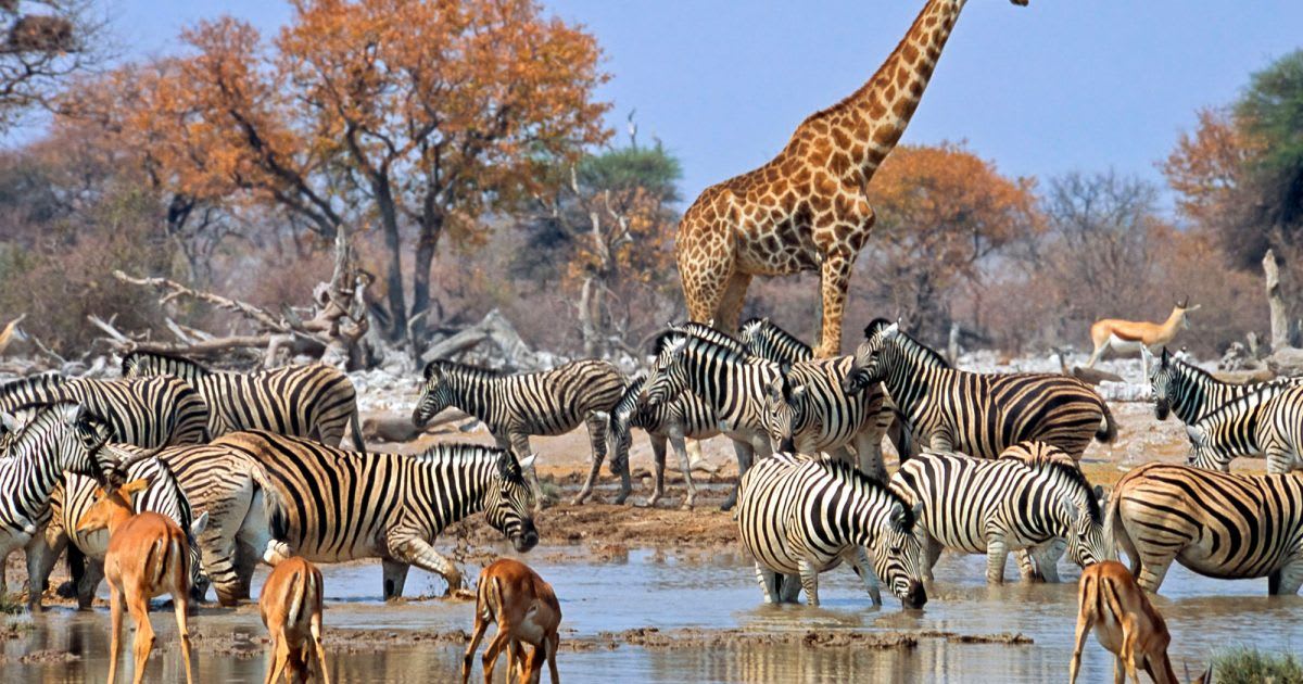 Namibia's Wild Heart: 10-Day Self-Drive Adventure
